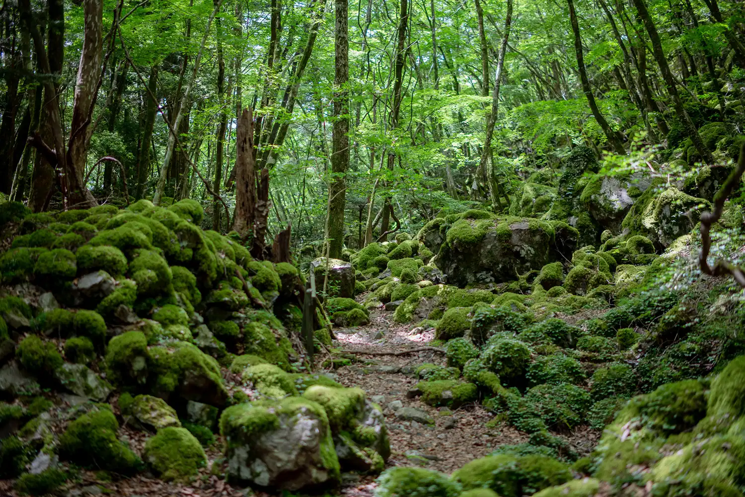 山犬嶽