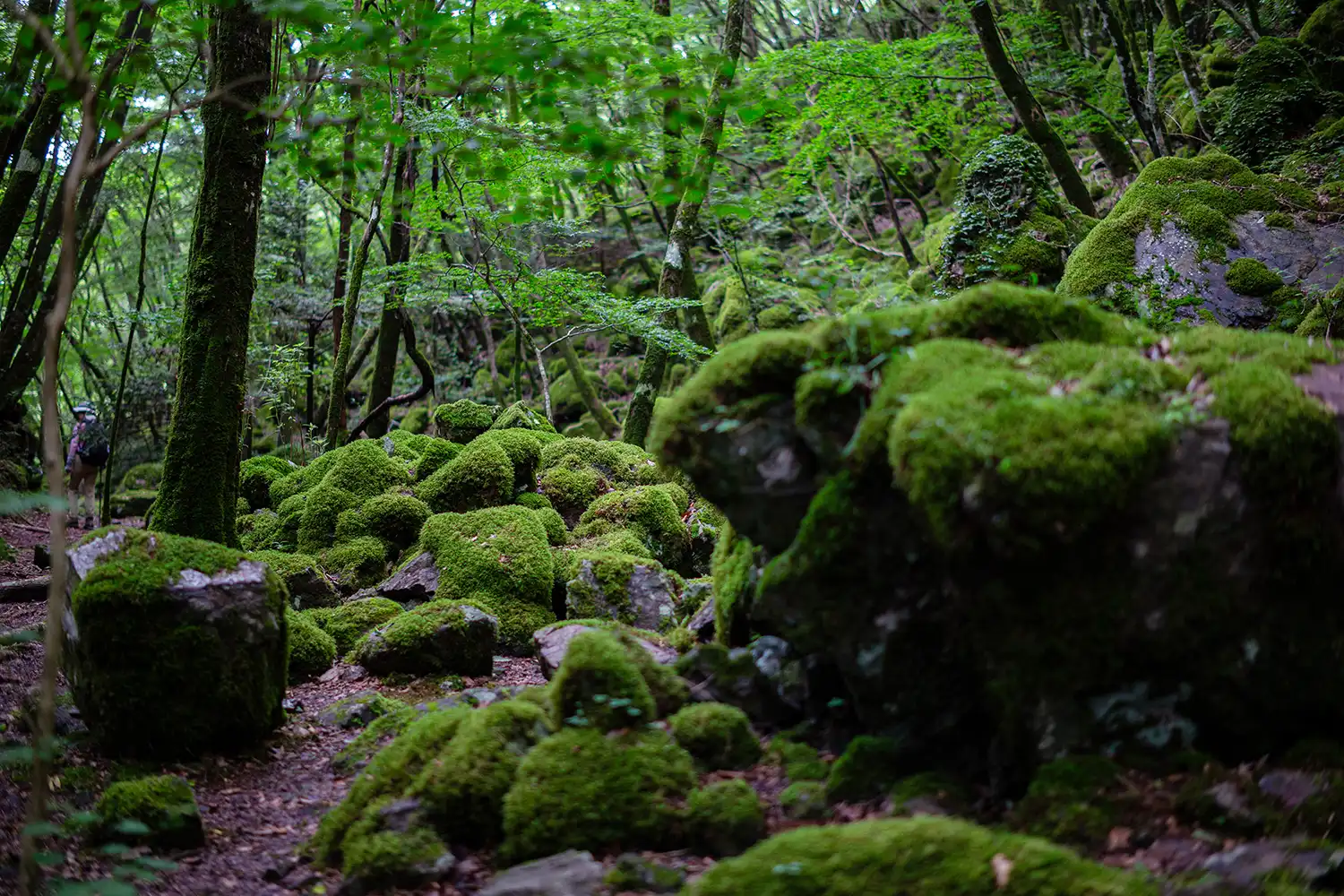 山犬嶽