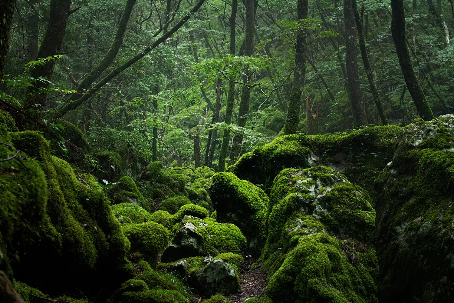 山犬嶽