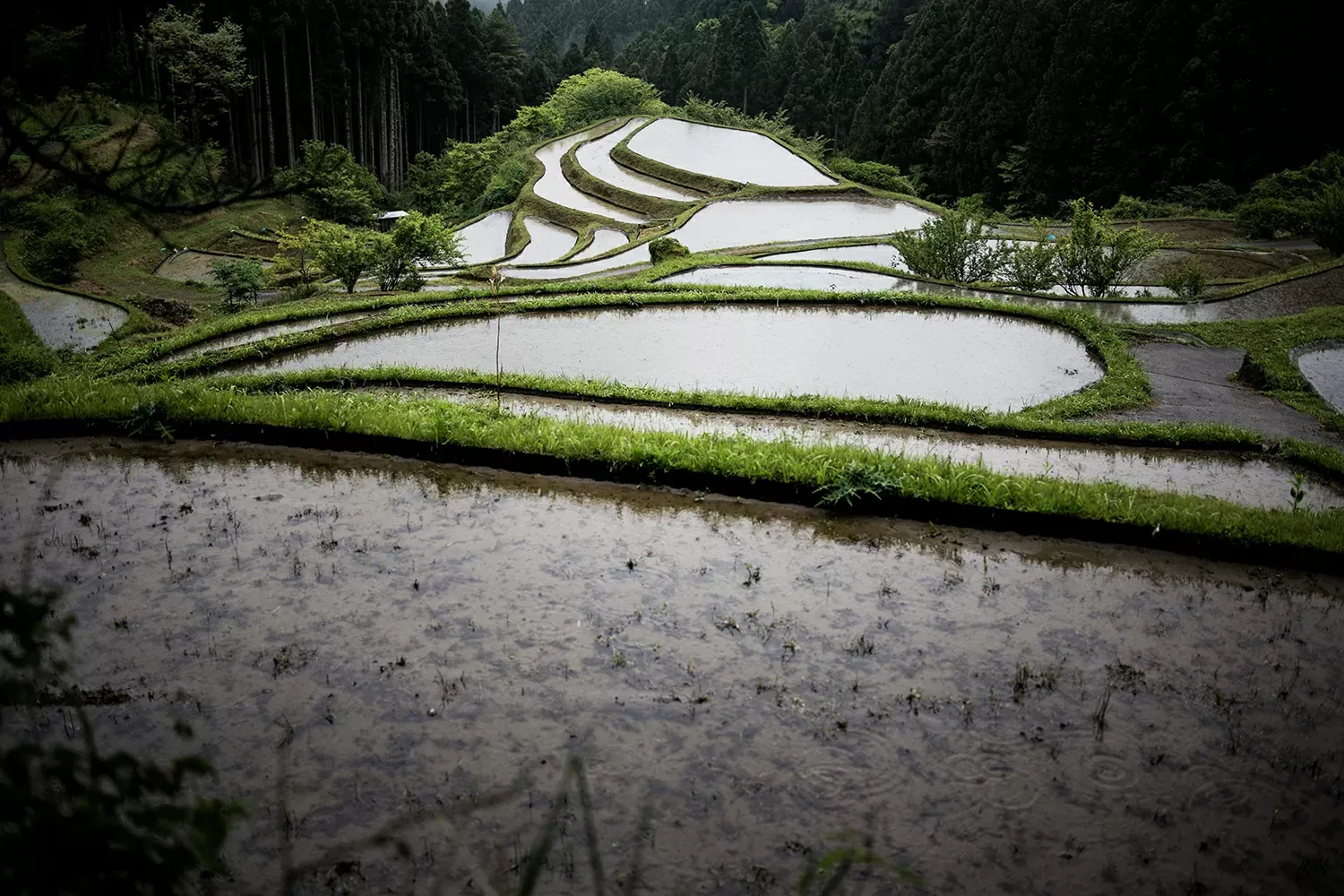 樫原の棚田