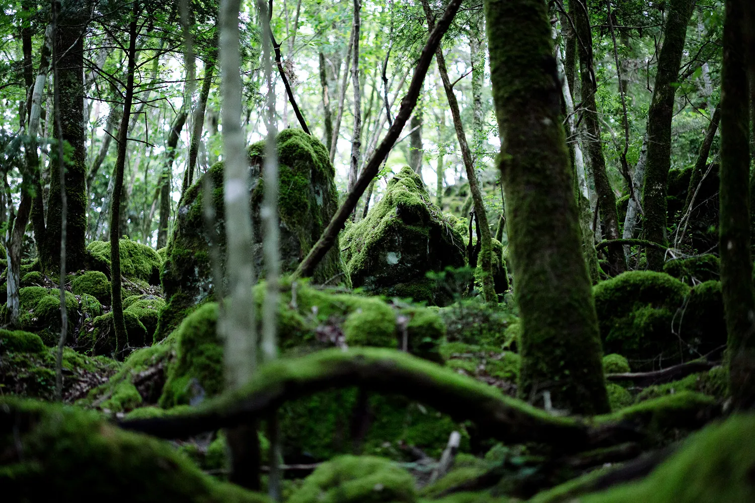 山犬嶽