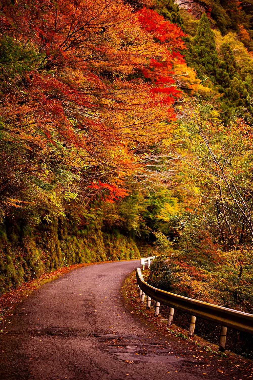 剣山スーパー林道